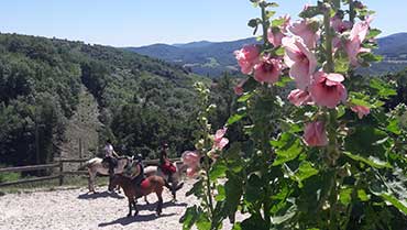 stage equitation pension complete rhône (69), stage equitation pension complete Villefranche-sur-Saône