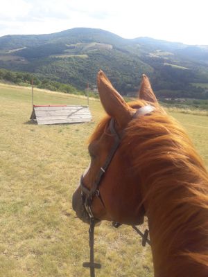 Pas d’autres chevaux actuellement à vendre