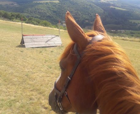 Pas d’autres chevaux actuellement à vendre